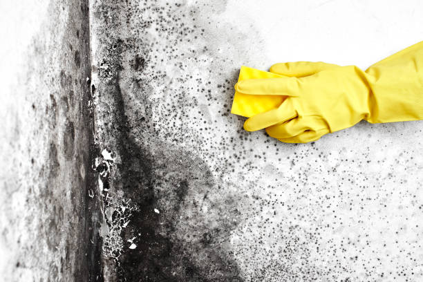 Best Mold Removal for HVAC Installations  in Deale, MD