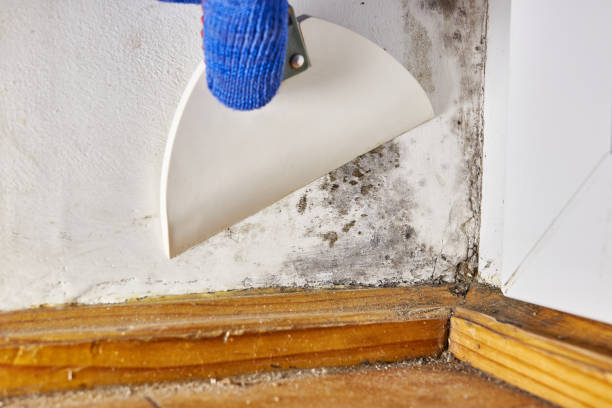 Best Forensic Mold Investigation  in Deale, MD